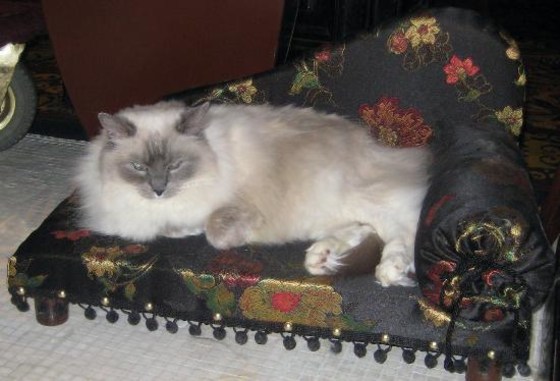 Matilda lounges on her chaise lounge in the lobby of midtown Manhattan's Algonquin Hotel.